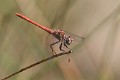 J15B0250 Sympetrum sinaiticum male